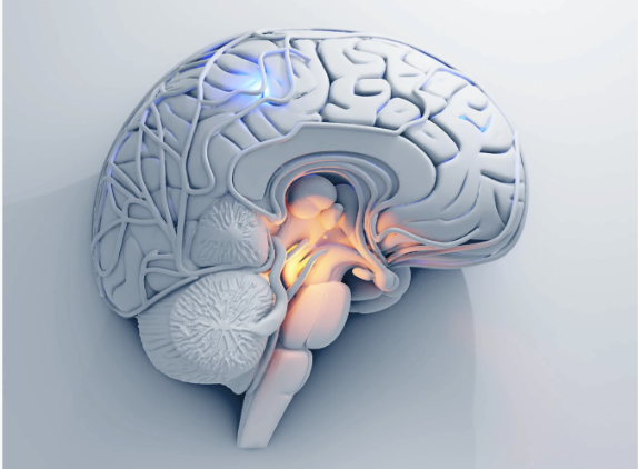 Wege in die Neuropsychologie